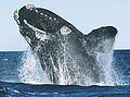 Thumbnail for version as of 16:25, 4 September 2007