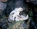 Thumbnail for version as of 03:41, 10 December 2007
