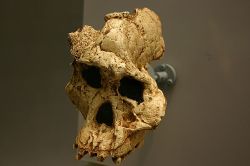 STW 13. Australopithecus africanus.jpg