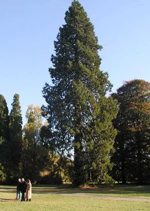 Redwood New World Encyclopedia