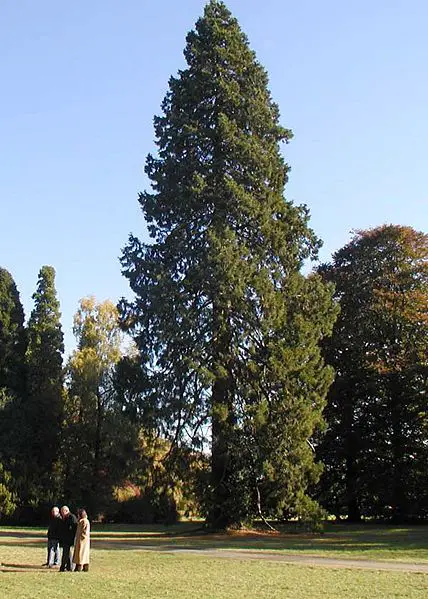 File:Sequoi.westonbirt.600pix.jpg
