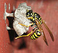 Thumbnail for version as of 18:39, 19 July 2007