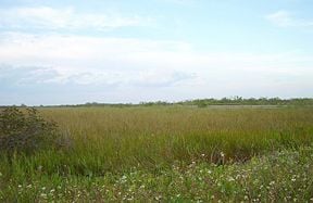 View of vast sawgrass expanse north of Anhinga Trail.