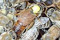 Thumbnail for version as of 13:26, 14 June 2007