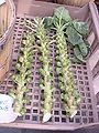 Thumbnail for version as of 23:07, 29 June 2008