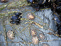 Thumbnail for version as of 15:10, 15 August 2008
