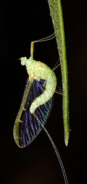 File:Ephemeroptera01.jpg