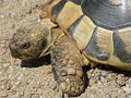 Thumbnail for version as of 15:41, 22 December 2005