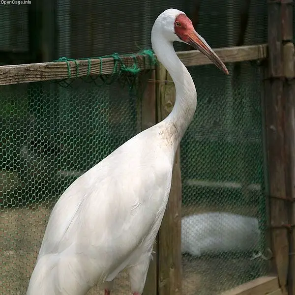 File:Grus leucogeranus male.jpg