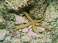 Thumbnail for version as of 19:00, 28 July 2007