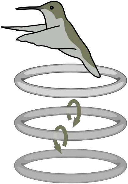 File:Hummingbird wake Pengo.svg
