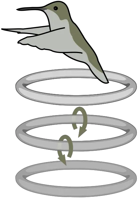 Hummingbird - New World Encyclopedia