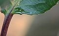 Thumbnail for version as of 15:38, 20 April 2008