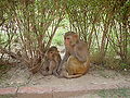 Thumbnail for version as of 19:05, 17 January 2008