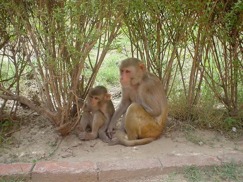 File:Rhesus Macaques.jpg
