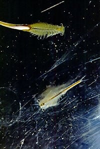 Adult fairy shrimp, Branchinecta packardi