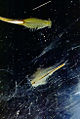 Thumbnail for version as of 13:57, 26 May 2008