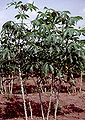 Thumbnail for version as of 23:28, 23 October 2008