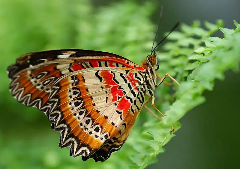 File:Cethosia cyane.jpg