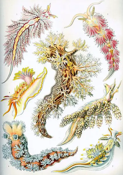 File:Haeckel Nudibranchia.jpg