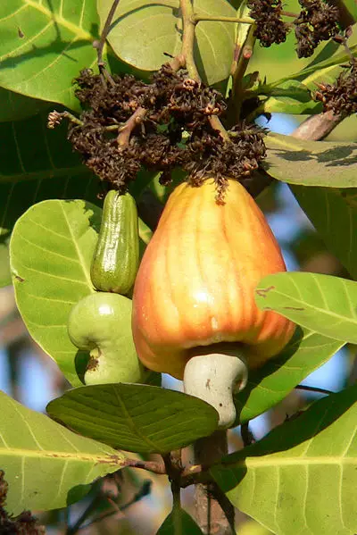 File:Mature cashew.JPG
