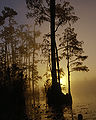 Thumbnail for version as of 20:34, 24 November 2007