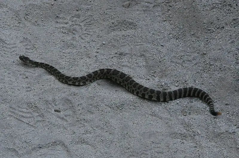 File:Rattlesnake KingsCanyon.jpg