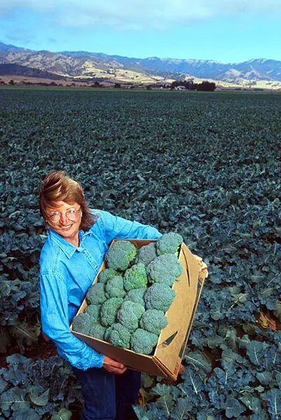 File:Broccoli crop.jpg