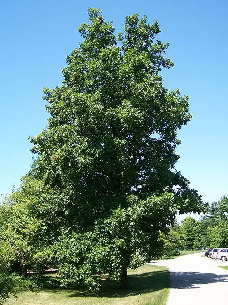 File:Carya Morton 29-U-10.jpg