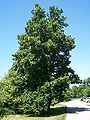Thumbnail for version as of 17:07, 3 June 2008
