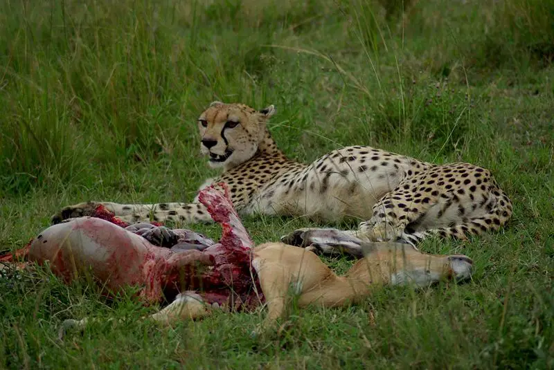 File:Cheetah with impala kill.jpg