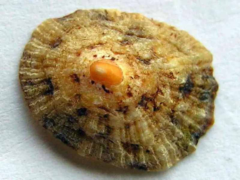 File:Cuncha033eue.jpg