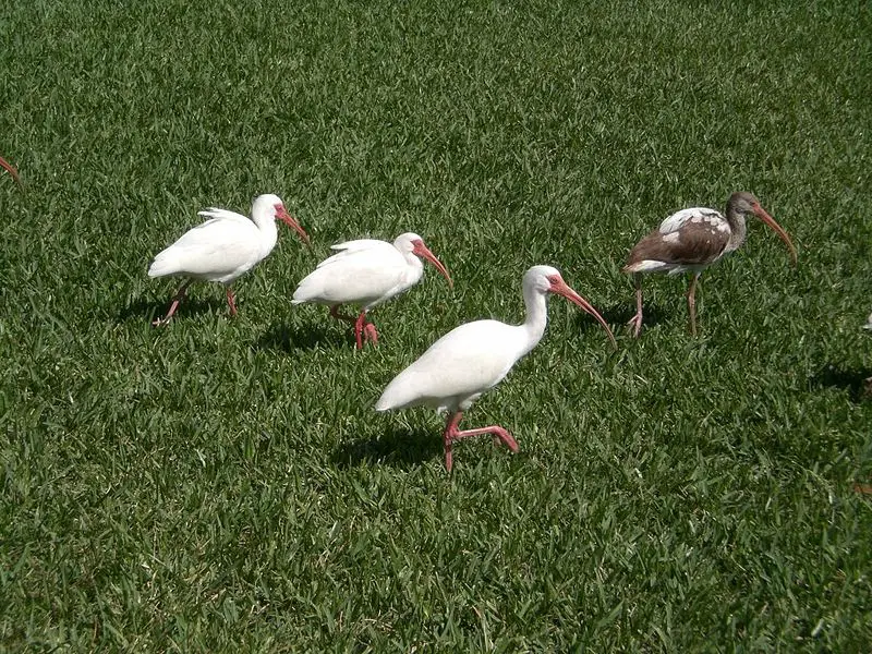 File:Ibises.jpg