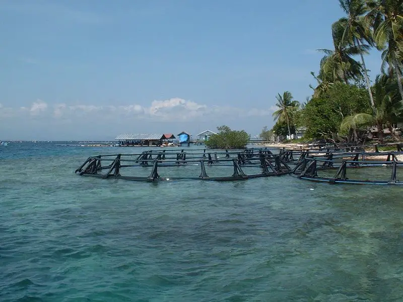 File:Pearl.jpg