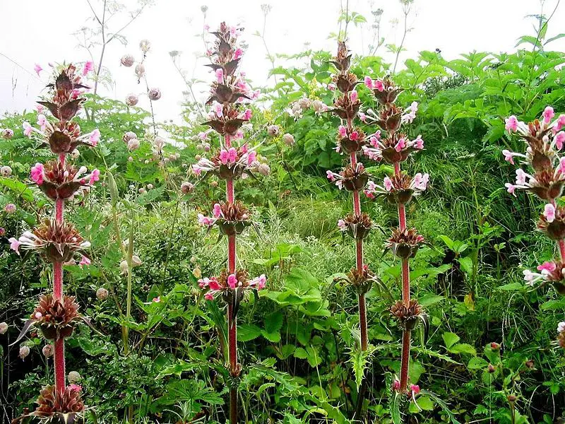 File:ValleyOfFlowers MultistoryFlower.JPG