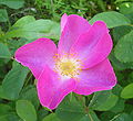 Thumbnail for version as of 19:59, 11 June 2006