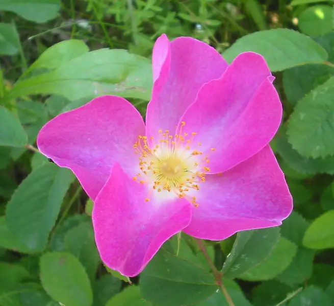 File:Wild Rosa gallica Romania.jpg
