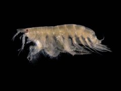 Amphipod - New World Encyclopedia