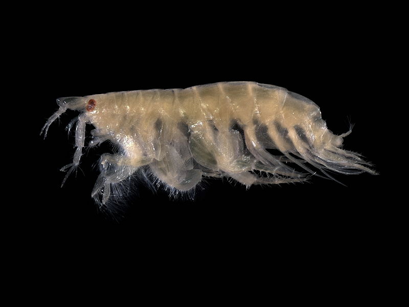 File:Bathyporeia pelagica.jpg