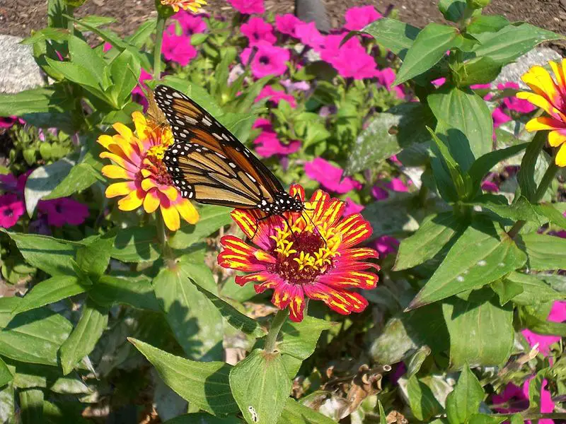 File:ButterflyOnFlowerInBotanicalGardens.jpg