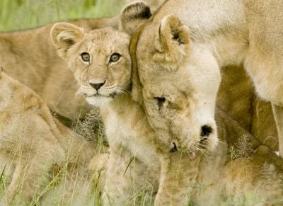 Panthera leo melanochaita - Wikipedia