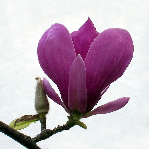 File:Magnolie.jpg