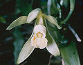 Thumbnail for version as of 23:50, 11 April 2008