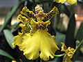 Thumbnail for version as of 21:28, 20 April 2008