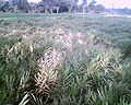 Thumbnail for version as of 20:01, 7 April 2008