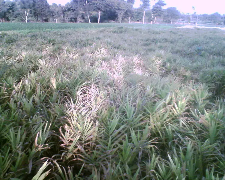 File:Gingerfield.jpg