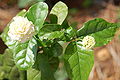 Thumbnail for version as of 20:29, 19 July 2007