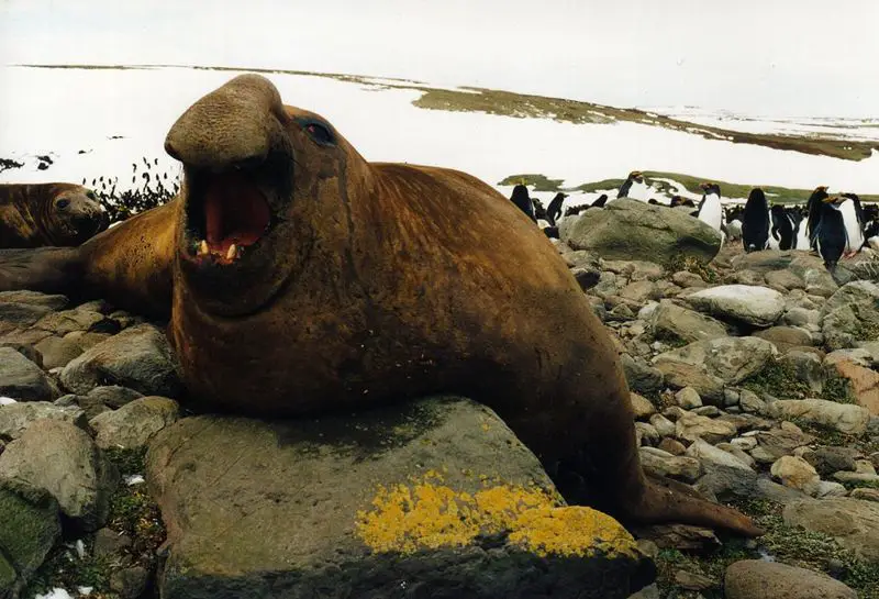 File:Mirounga leonina male.JPG