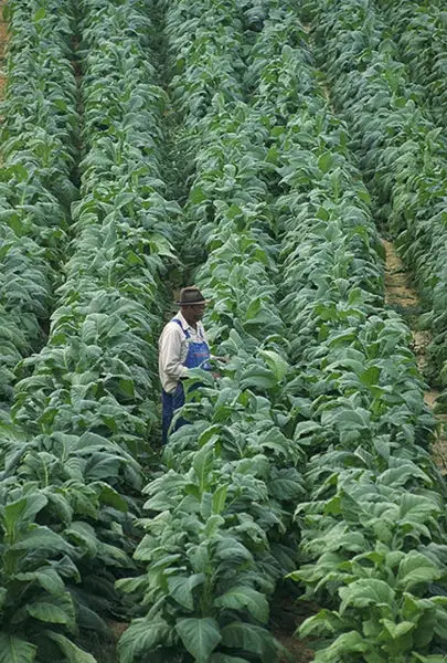 File:Tobacco.jpg