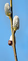 Thumbnail for version as of 00:00, 21 October 2008